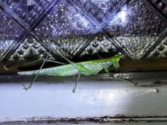 Phlugis ocraceovittata