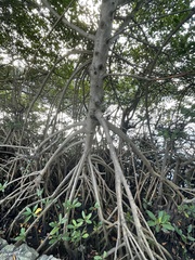Rhizophora mangle