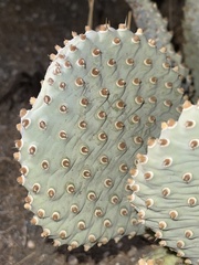 Opuntia basilaris treleasei
