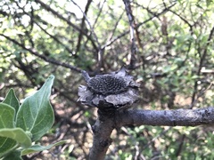 Protea caffra caffra