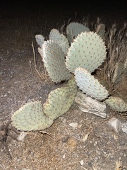 Opuntia basilaris treleasei