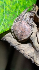 Neoscona punctigera