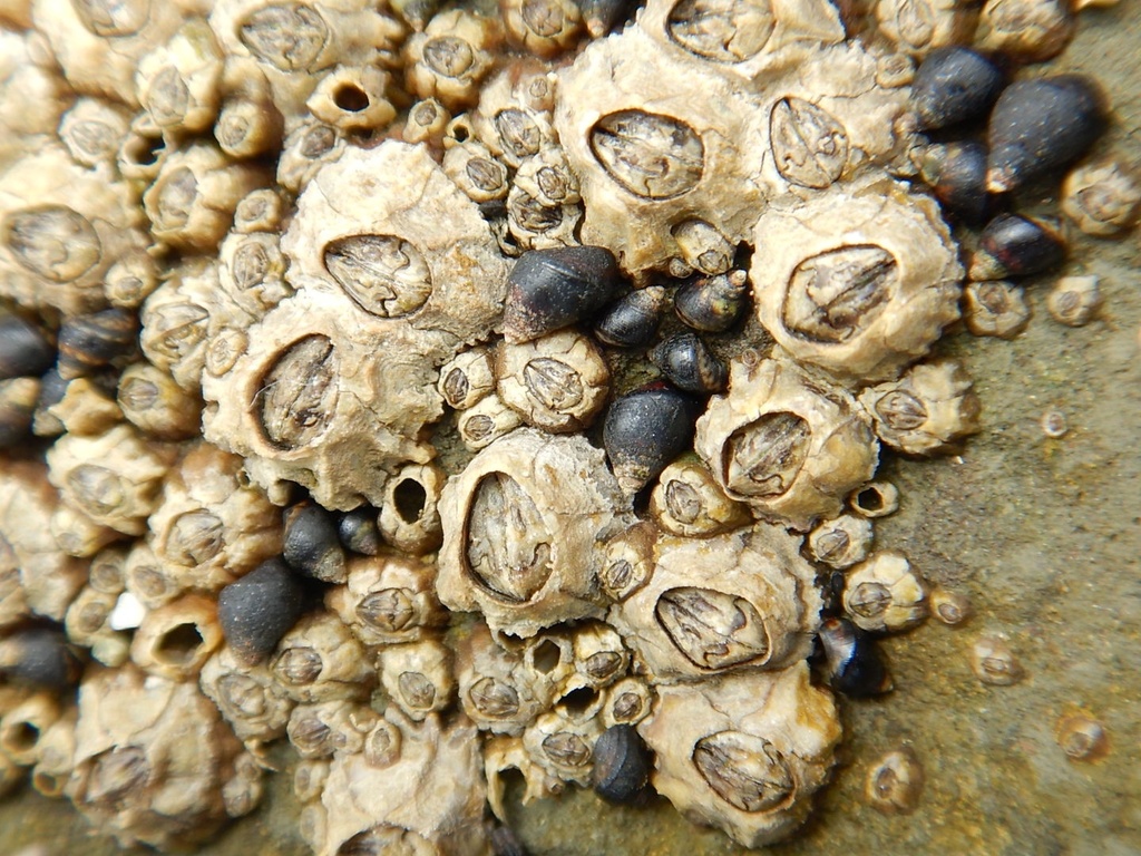 Chthamalus newmani