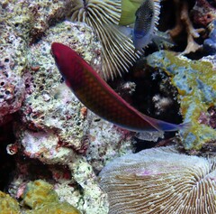 Cirrhilabrus chaliasi