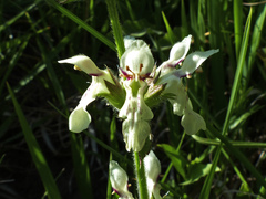 Stachys recta