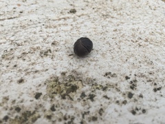 Armadillo officinalis