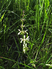 Stachys recta