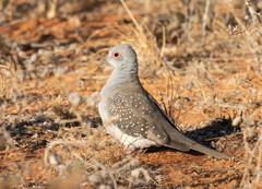 Geopelia cuneata
