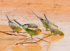 Melopsittacus undulatus