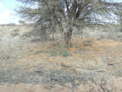 Setaria verticillata