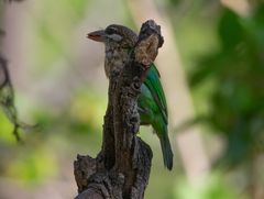 Psilopogon viridis