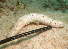 Holothuria conusalba
