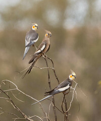 Nymphicus hollandicus