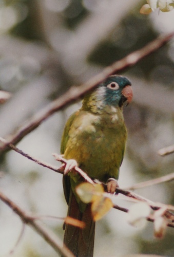 Blue-crowned Parakeet