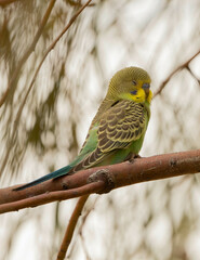 Melopsittacus undulatus