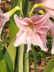 Hippeastrum reticulatum
