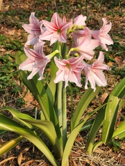 Hippeastrum reticulatum
