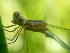 Lestes elatus