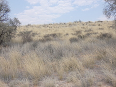Centropodia glauca
