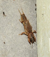 Gryllotalpa australis