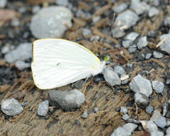 Leptophobia aripa