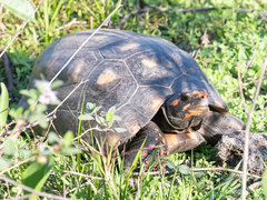 Chelonoidis carbonarius