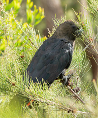 Calyptorhynchus lathami