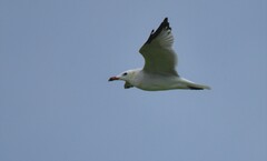 Ichthyaetus audouinii