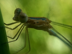 Lestes elatus