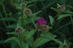 Centaurea phrygia pseudophrygia