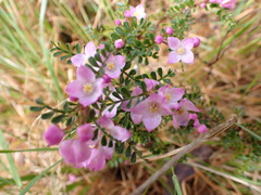 Boronia microphylla