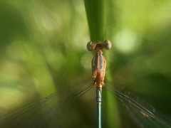 Lestes elatus