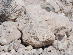 Enneapogon cenchroides