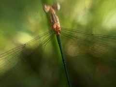 Lestes elatus