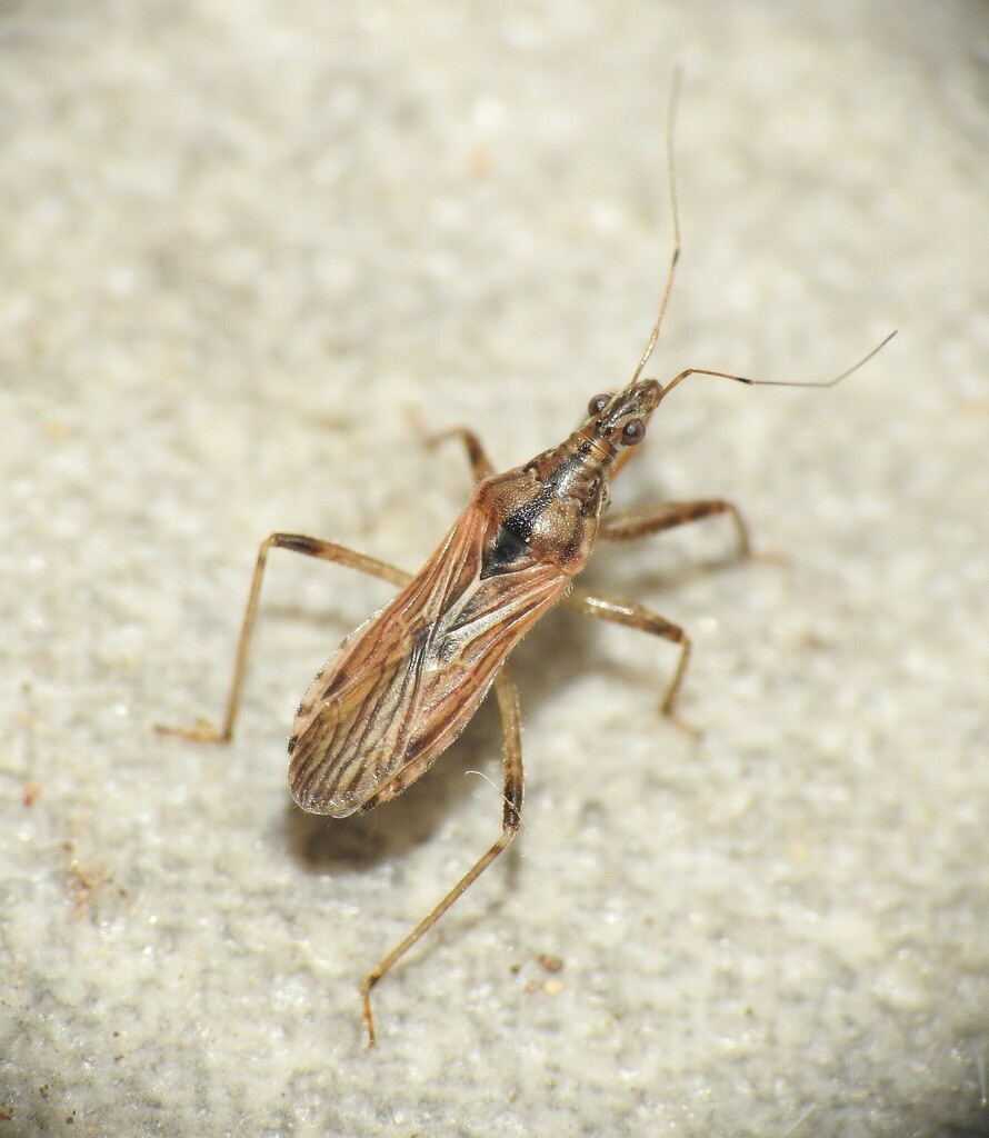 Stenonabis