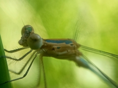 Lestes elatus