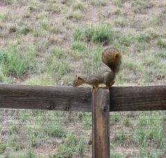 Sciurus niger