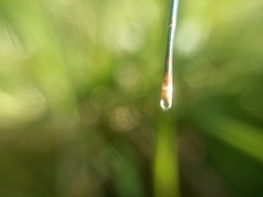 Lestes elatus