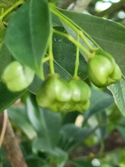 Acronychia pedunculata