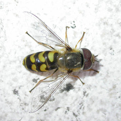 Scaeva dignota
