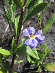 Dampiera stricta