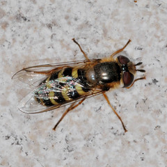 Scaeva dignota
