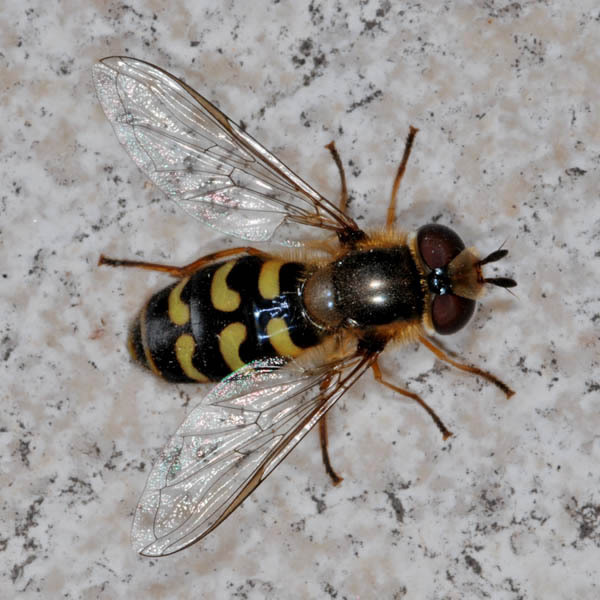Scaeva dignota