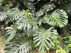 Monstera deliciosa