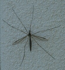 Tipula oleracea