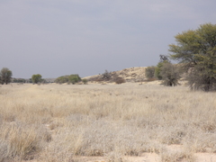 Eragrostis rotifer