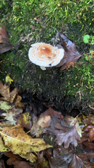 Lepiota cristata