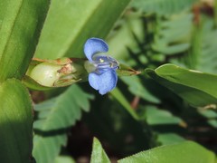 Commelina diffusa diffusa