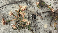 Diosma oppositifolia
