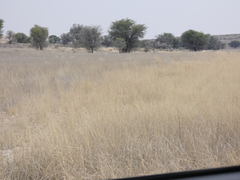 Eragrostis echinochloidea